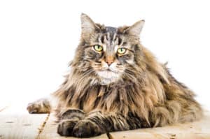Norwegische Waldkatze Rassebeschreibung