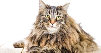 Norwegische Waldkatze – Rassebeschreibung Norwegische Waldkatze Rassebeschreibung