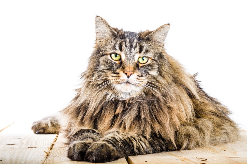Norwegische Waldkatze Rassebeschreibung