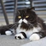 Perserkatze Rassebeschreibung