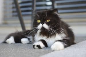 Perserkatze Rassebeschreibung