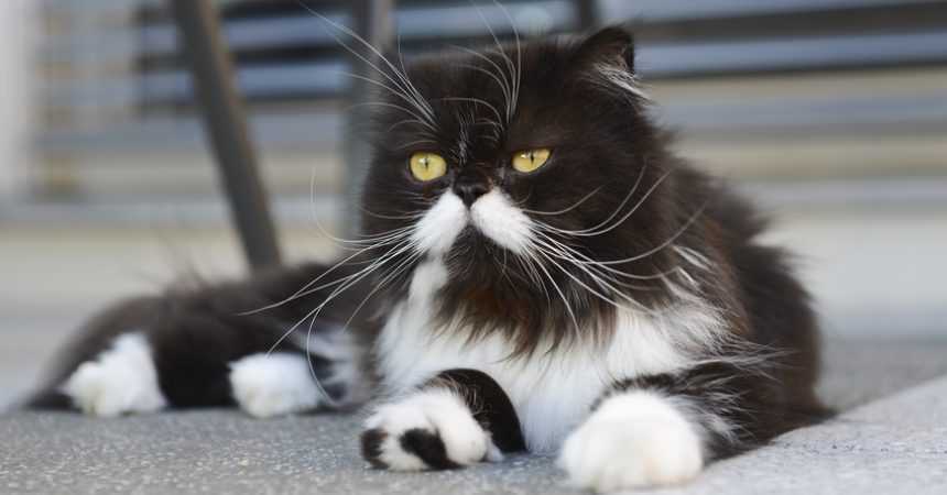 Perserkatze Rassebeschreibung