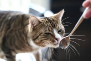 Schonkost für Katzen