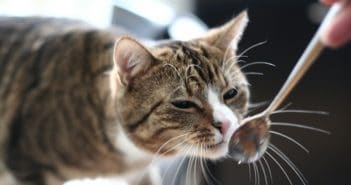 Mit 4 Rezepten: Schonkost für Katzen – einfach selbst gemacht Schonkost für Katzen