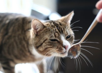 Schonkost für Katzen