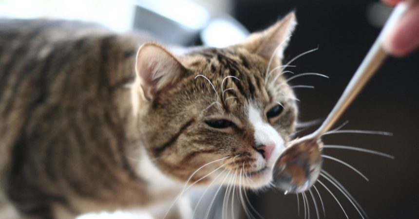 Schonkost für Katzen