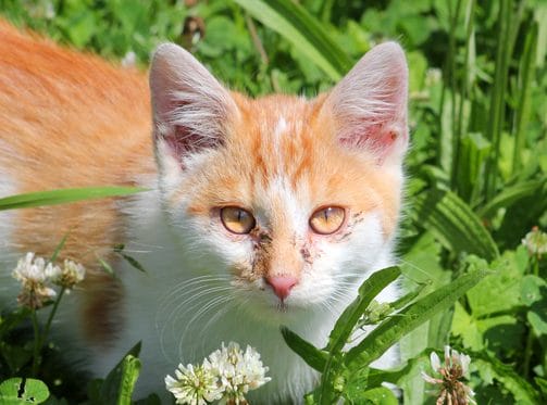 Tränende Augen Bei Katzen Ursachen Und Behandlung