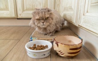 Was Dürfen Katzen Nicht Fressen Für Katzen Giftige