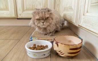 Die Ernährung Von Babykatzen Kitten Auf Feste Nahrung