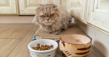Deine Katze frisst nicht? – Das kann hinter Appetitlosigkeit bei Katzen stecken Katze frisst nicht - Appetitlosigkeit