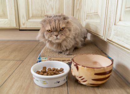 Katze frisst nicht - Appetitlosigkeit