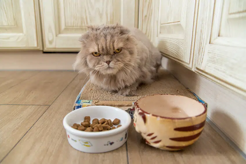 Deine Katze Frisst Nicht Das Kann Hinter Einer