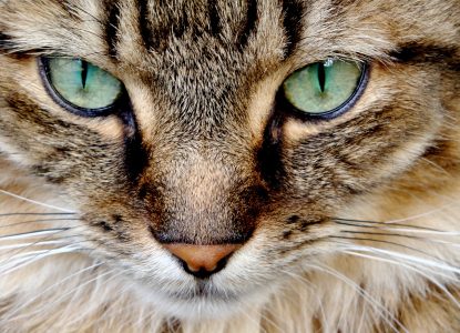 Tränende Augen bei Katzen