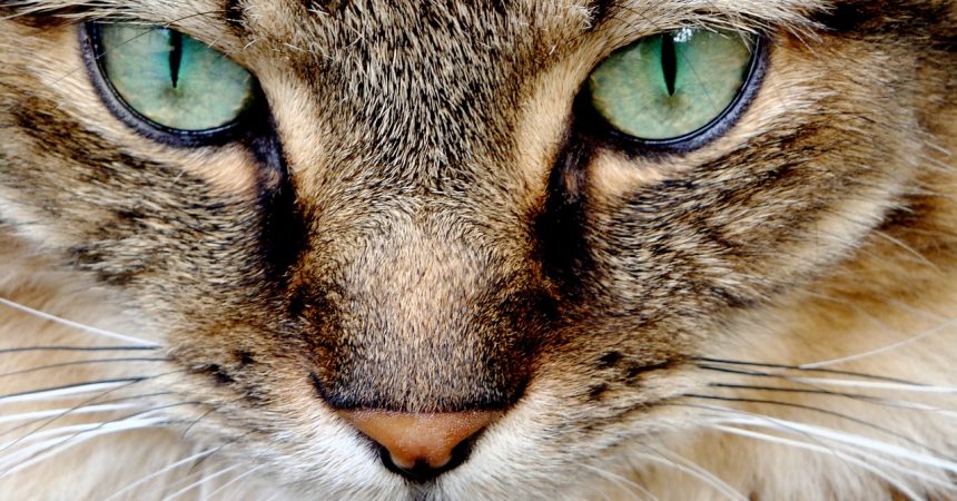 Tränende Augen bei Katzen