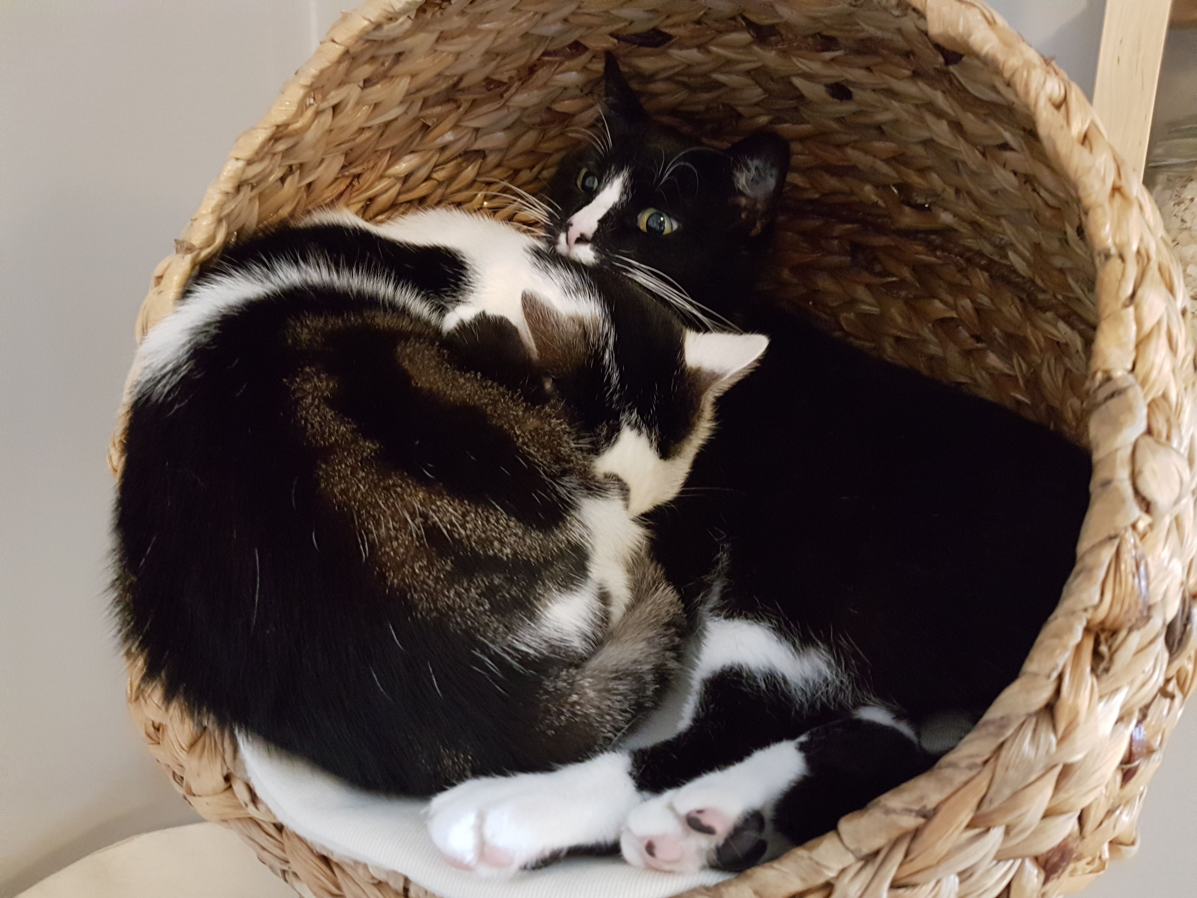 Eine oder 2 Katzen? Gute Gründe gegen Einzelhaltung von Katzen