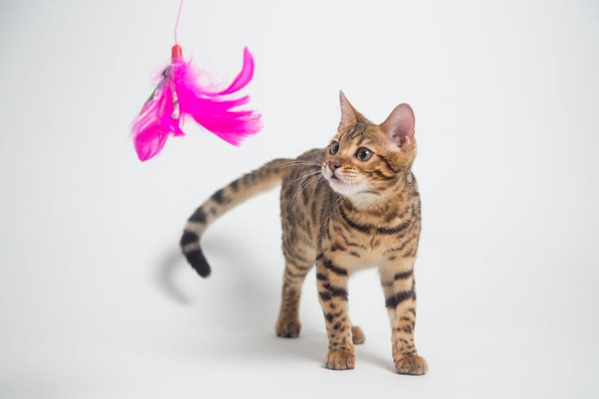 Bild: Bengalkatze beim Spielen
