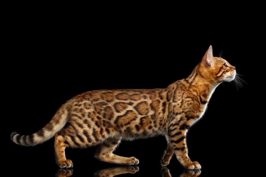Bild einer Bengalkatze, Fell, Muster