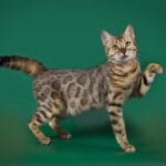 Katzenrassen Von A Bis Z Katzenkram