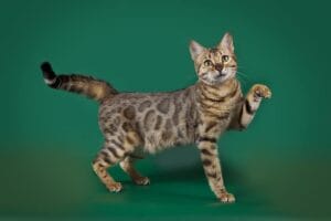 Bild einer Bengalkatze - Portrait, Rassebeschreibung
