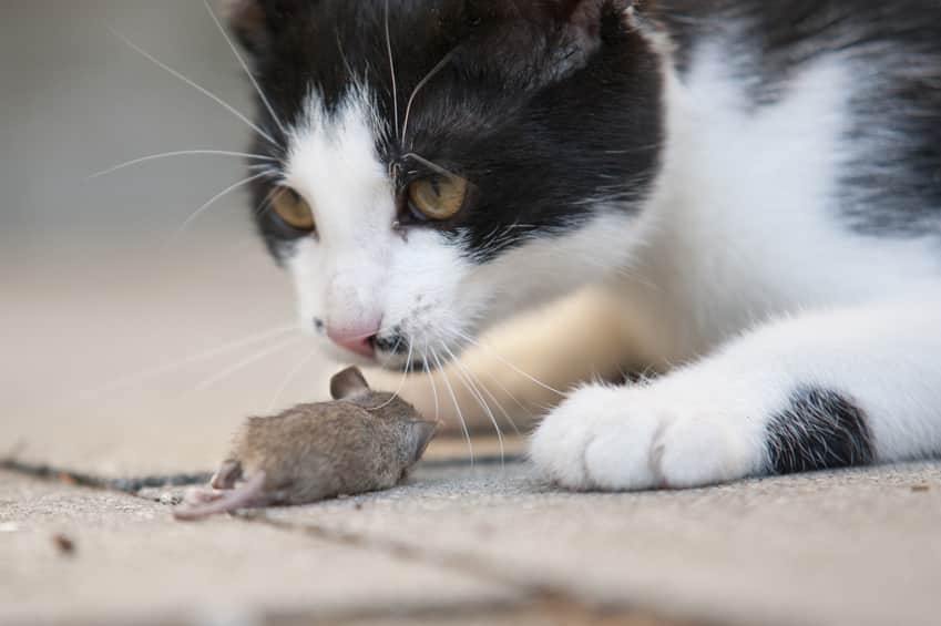 Bild/ Foto: Katze fängt Maus, kann sich mit Würmern anstecken