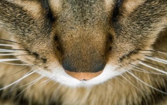 Katze Hat Schuppen Das Kannst Du Dagegen Machen
