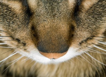 Bild, Foto: Die Nase der Katze ist sehr empfindlich, es gibt verschiedene Auslöser für ein Niesen