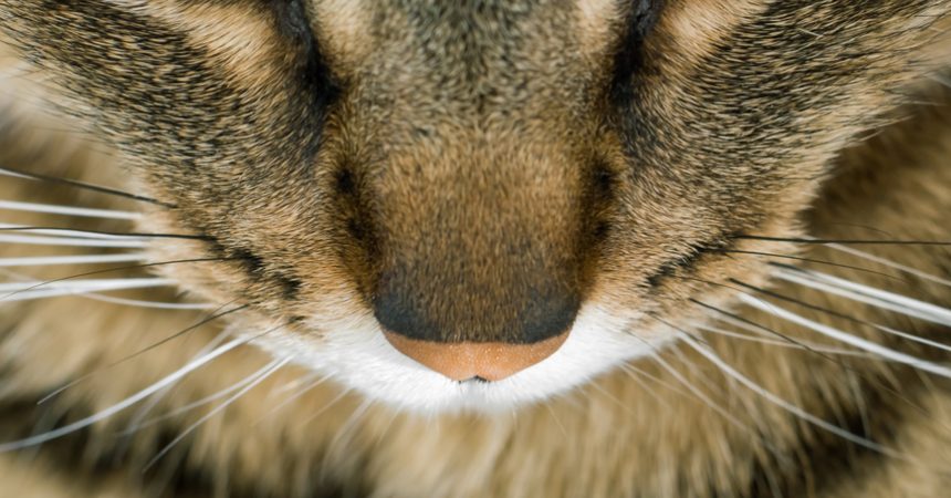 Bild, Foto: Die Nase der Katze ist sehr empfindlich, es gibt verschiedene Auslöser für ein Niesen