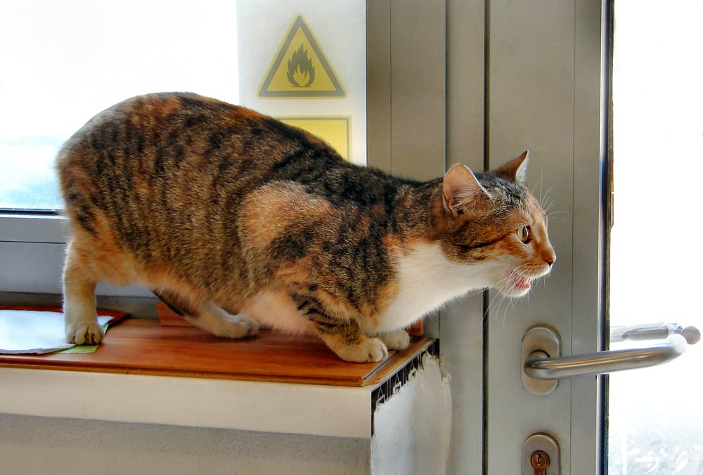 Katze Rolligkeit Unterdrücken