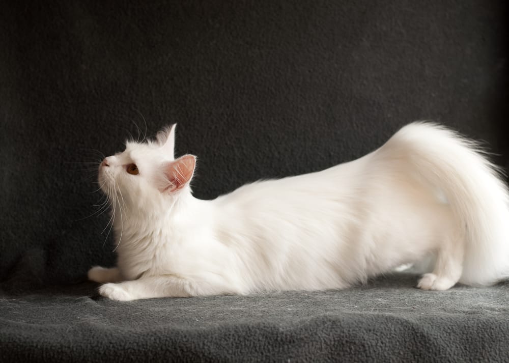 Wenn Die Katze Rollig Wird Zooplus Katzenmagazin