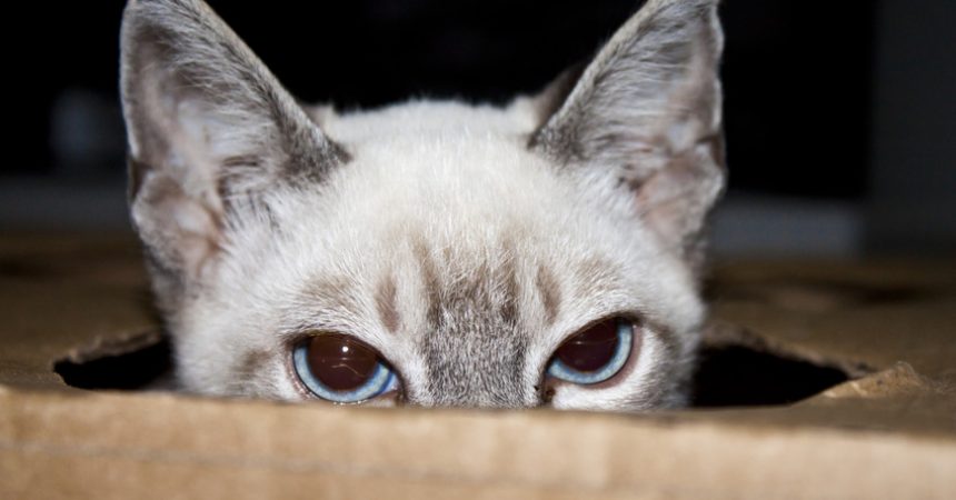 Bild/Foto: Wurmkur bei Katzen