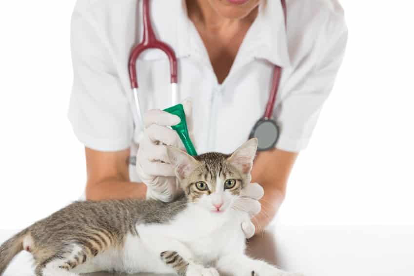 Bild/Foto: Katze bekommt eine Wurmkur, ein Spot-On Präparat