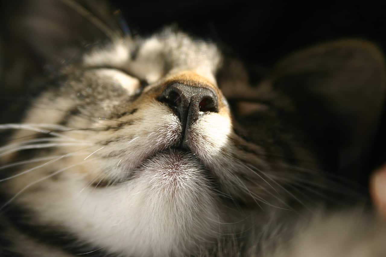 6 Gründe Warum Deine Katze Oft Niest Harmloser Grund Oder