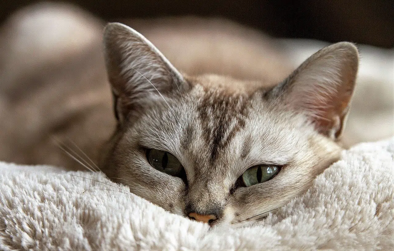 Wenn Deine Katze Rollig Ist 10 Fragen über Die Rolligkeit