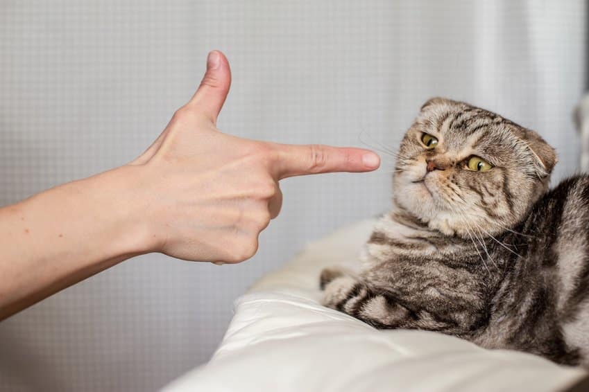 Bild / Foto: Katzen Erziehung Fehler