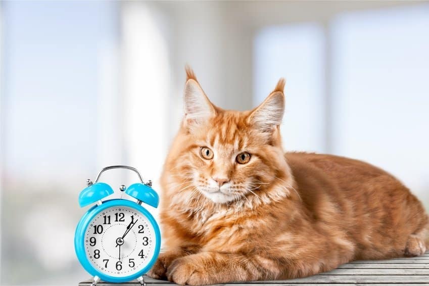 Bild / Foto: Timing bei der Erziehung von Katzen
