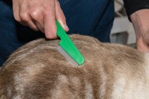 Kahle Stellen Im Fell Der Katze Ursachen Für Haarausfall