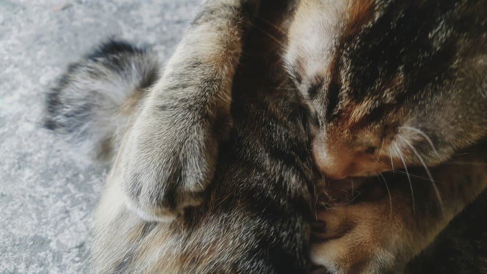 Kahle Stellen Im Fell Der Katze Ursachen Für Haarausfall