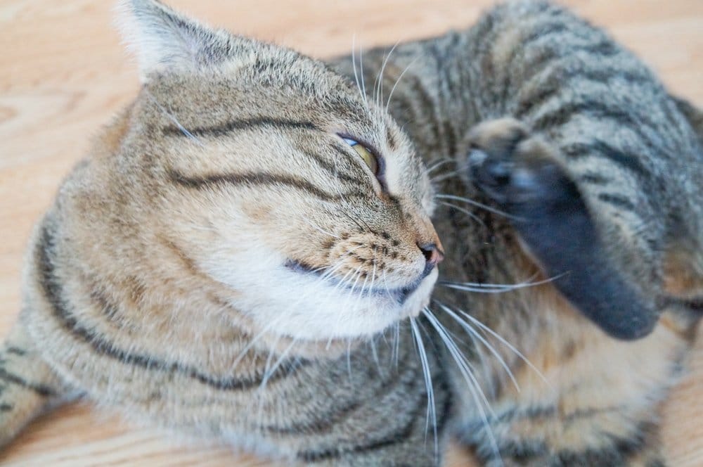 Kahle Stellen Im Fell Der Katze Ursachen Für Haarausfall