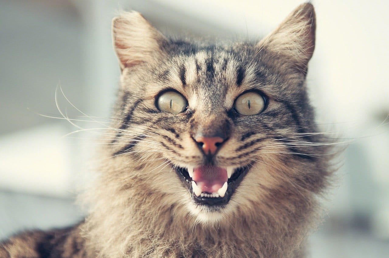 Deine Katze miaut ständig? Mit dieser Checkliste findest du die Ursache