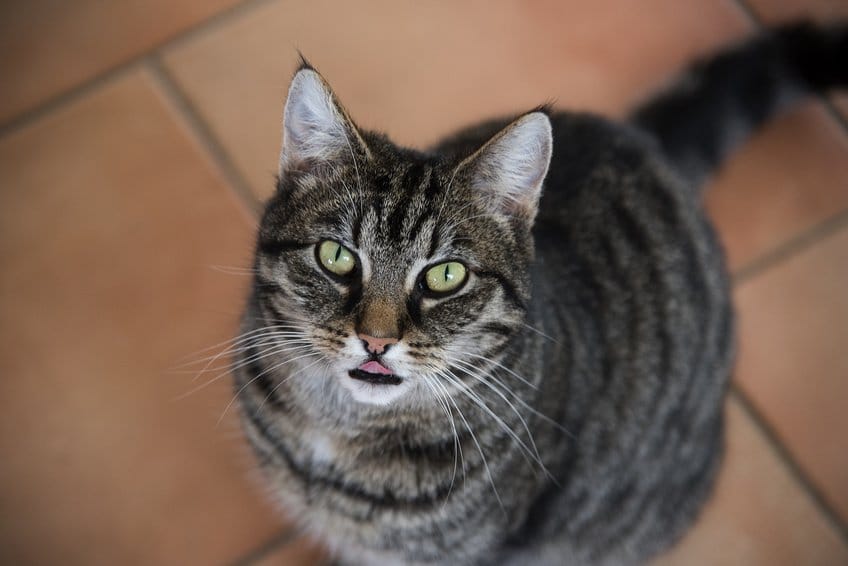 Katze Miaut Ständig Nach Geburt