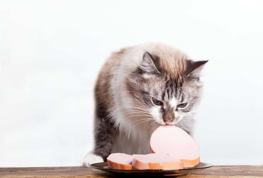 Bild / Foto: Katze klaut Essen