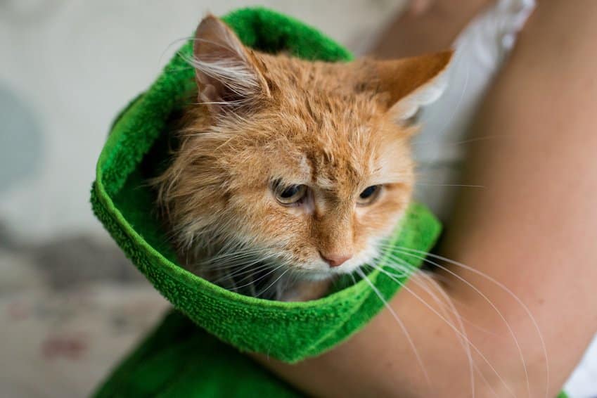 Bild / Foto: Katze Abkühlung im Sommer Handtuch, Hitze