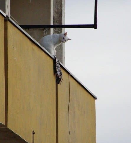 Bild / Foto: Katze auf dem Balkon