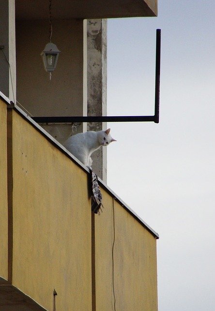 Bild / Foto: Katze auf dem Balkon