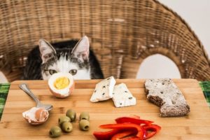 Katze Menschenessen - Was dürfen Katzen nicht fressen?
