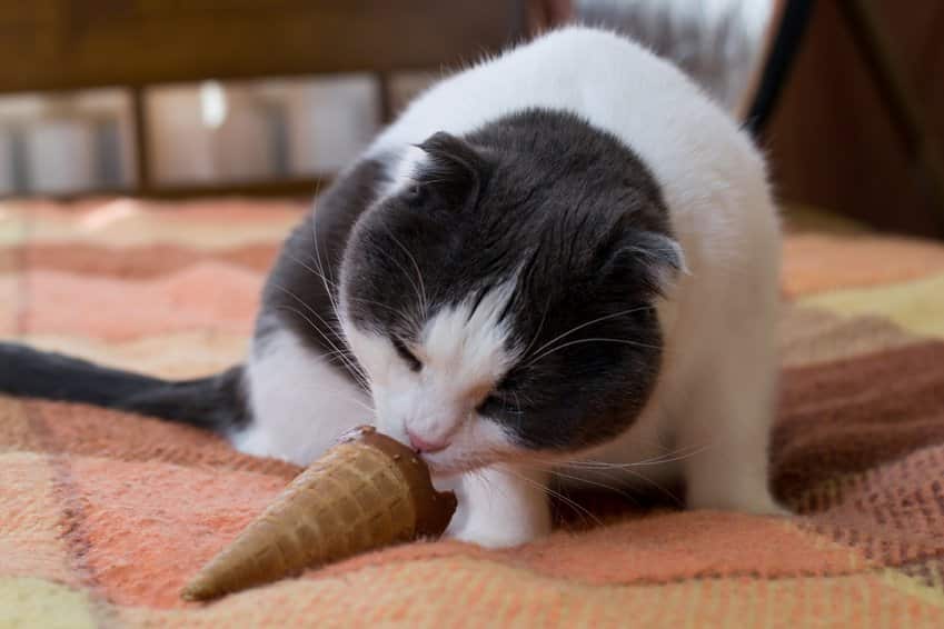 Was Dürfen Katzen Nicht Fressen Für Katzen Giftige