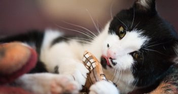 Katzen und Baldrian – 10 Tatsachen über die “Katzendroge” Katzen Baldrian