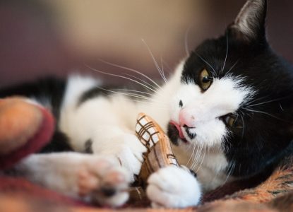 Katzen Baldrian
