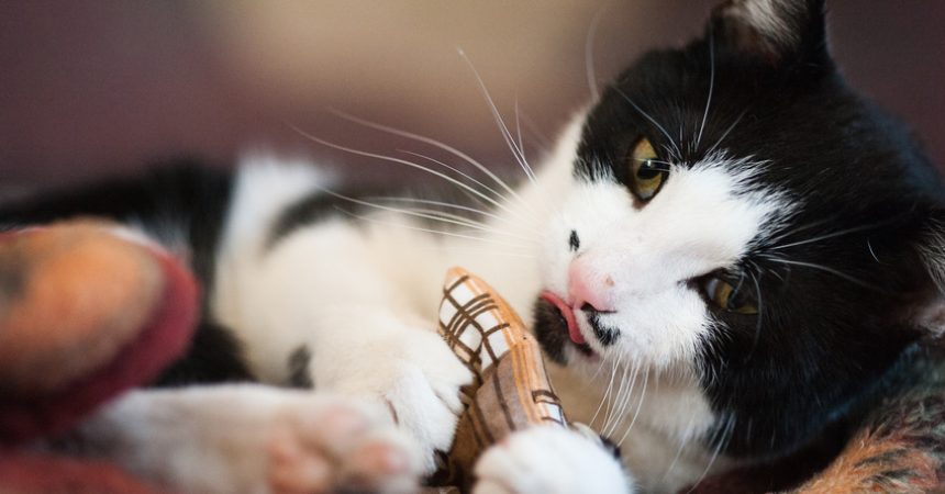 Katzen Baldrian