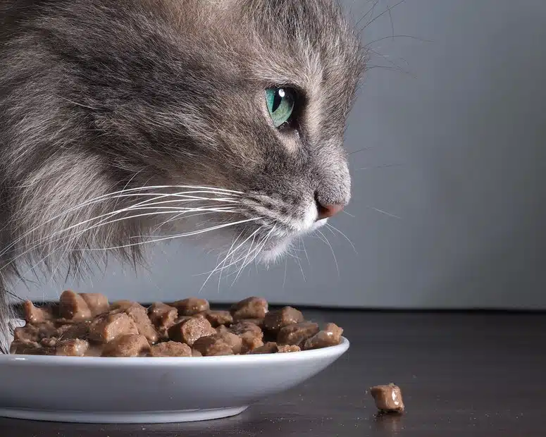 Bild / Foto: Katze beim Fressen, Katzenfutter